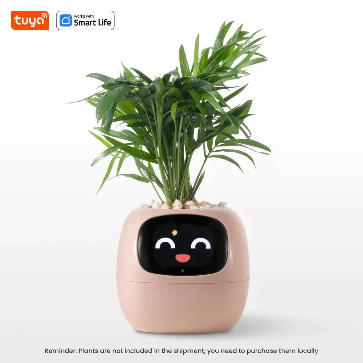 The Plantiboy